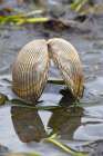 Alaska-Ketchikan-cockle shell on beach Art Print